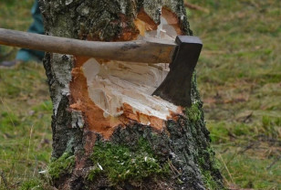 20-летний смолянин незаконно срубил более 40 деревьев
