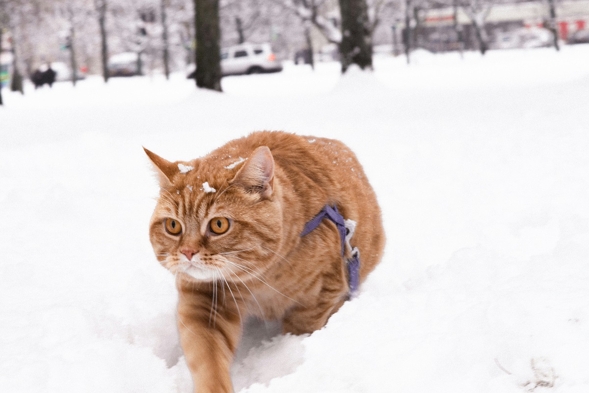 Снег и гололедица ожидаются в Смоленской области 2 февраля