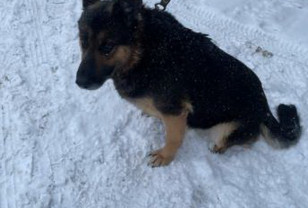 В Смоленске полицейская собака Честа ищет новых хозяев