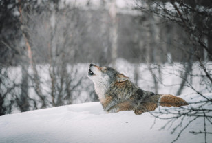 Охота на волков в Смоленской области продлится до 31 марта