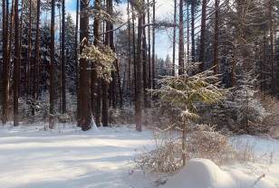 Синоптики рассказали, какая погода ждет жителей Смоленской области 15 февраля