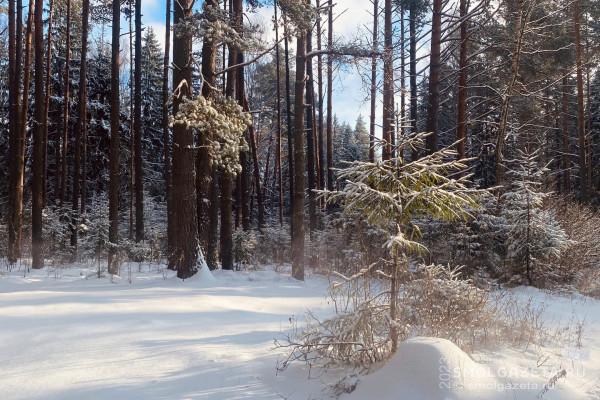 Синоптики рассказали, какая погода ждет жителей Смоленской области 15 февраля