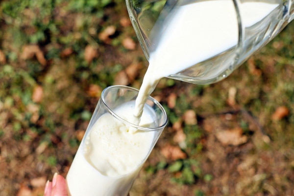 154,1 тысячи тонн молока произвели в Смоленской области в 2023 году