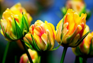 В преддверии 8 Марта в Смоленске будут работать 8 точек продаж цветов