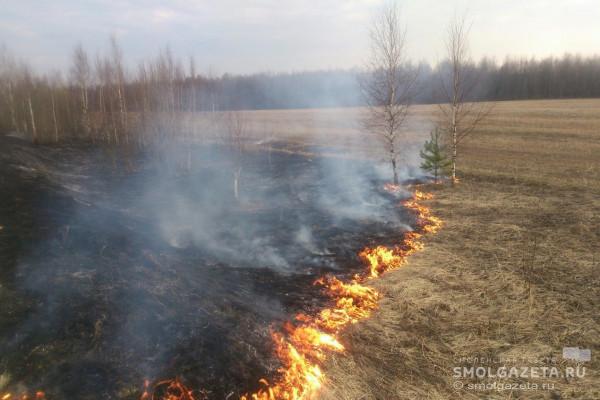 На 9 апреля на Смоленщине зарегистрировано 85 палов травы