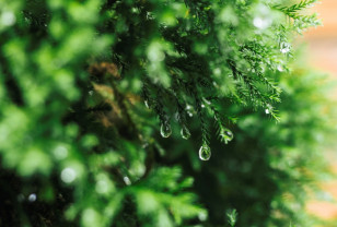 9 июня в Смоленской области возможен небольшой дождь