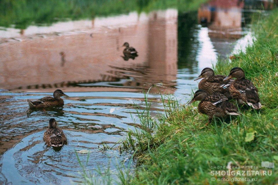 В конце рабочей недели в Смоленске усилится северный ветер