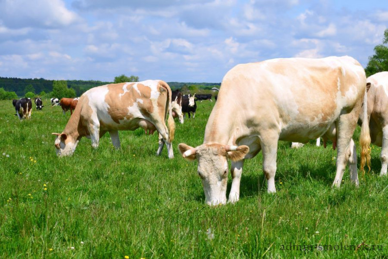 Смоленская область наращивает производство сельскохозяйственной продукции