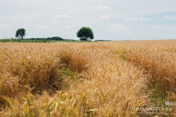 Небольшая облачность и до 25°C тепла ожидается в Смоленске в субботу