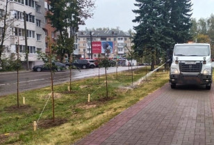 В Смоленске началась осенняя озеленительная кампания