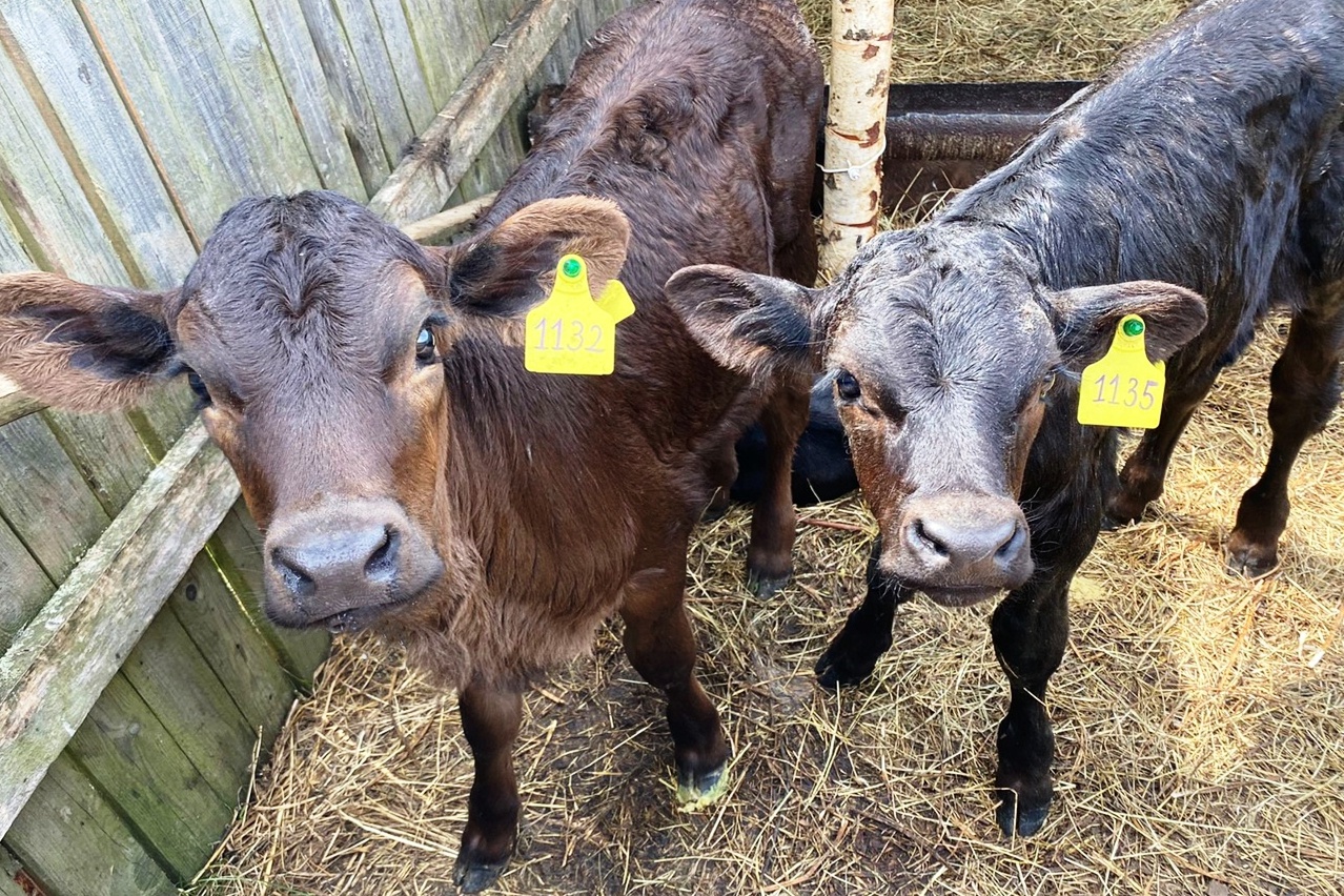 В смоленской колонии-поселении занялись разведением редких пород коров