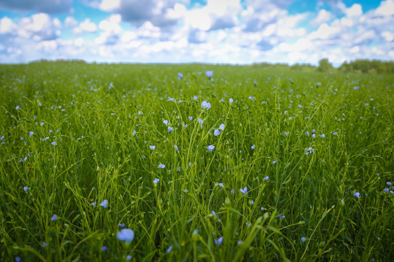 Смоленская область занимает ведущие позиции по льноводству в России