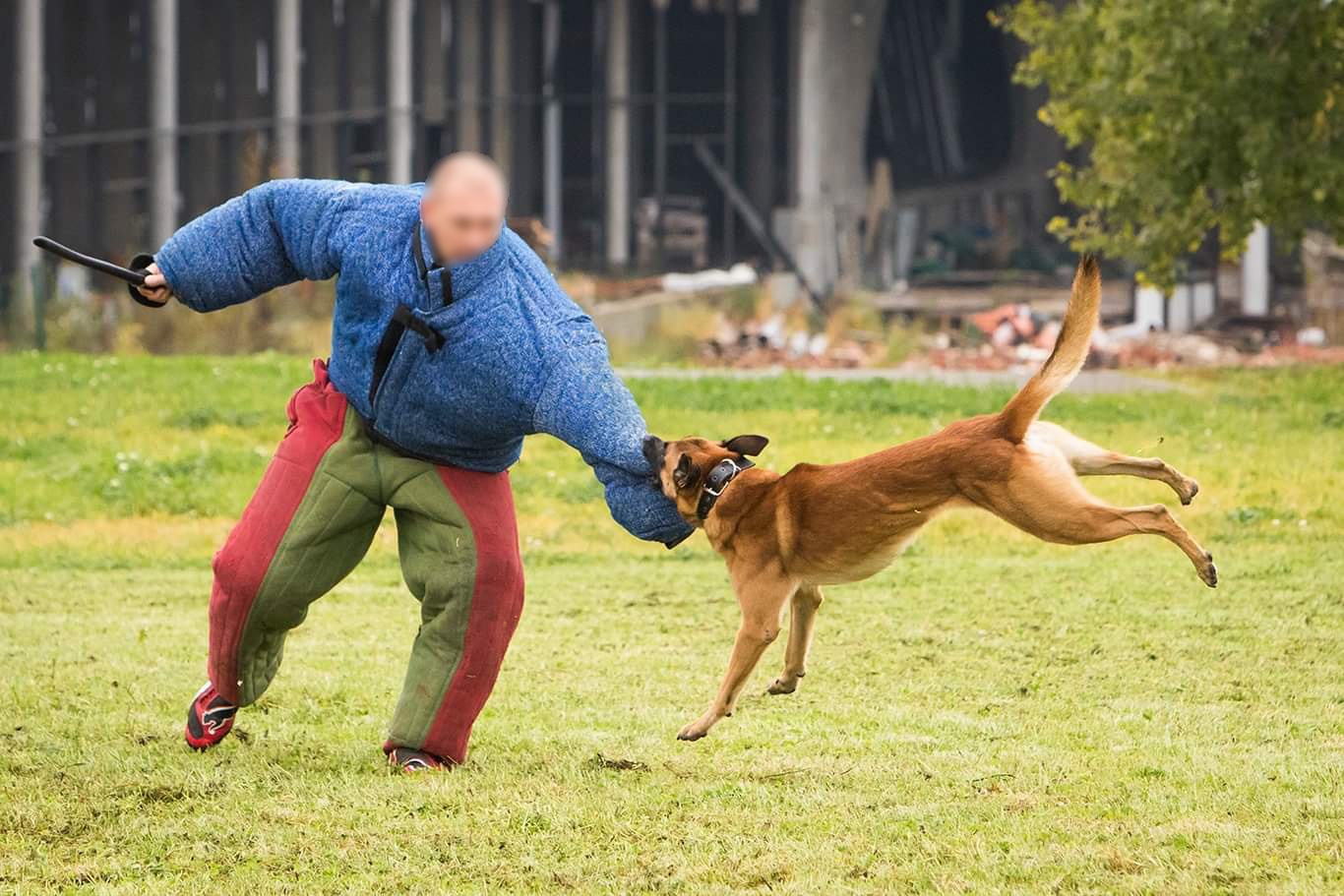 В смоленском УФСИН проводили на заслуженный отдых овчарку Зингера