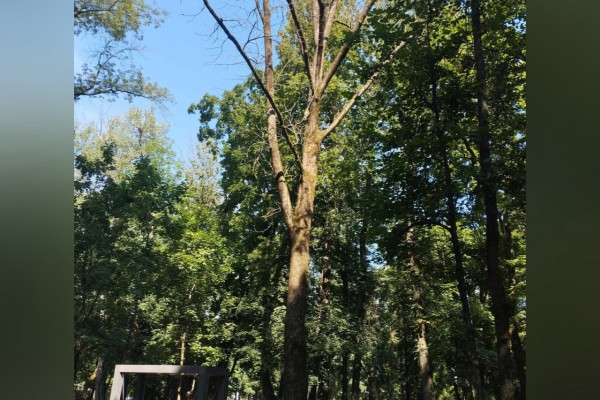 В смоленском саду Блонье спиливают аварийные деревья