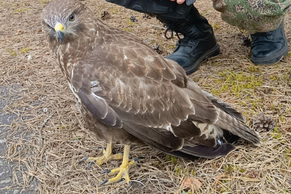 Смоленские таможенники спасли канюка от гибели