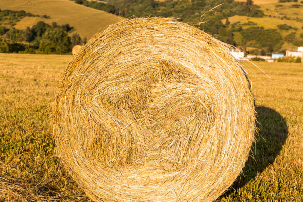 В Сафоновском округе солому украли прямо с поля