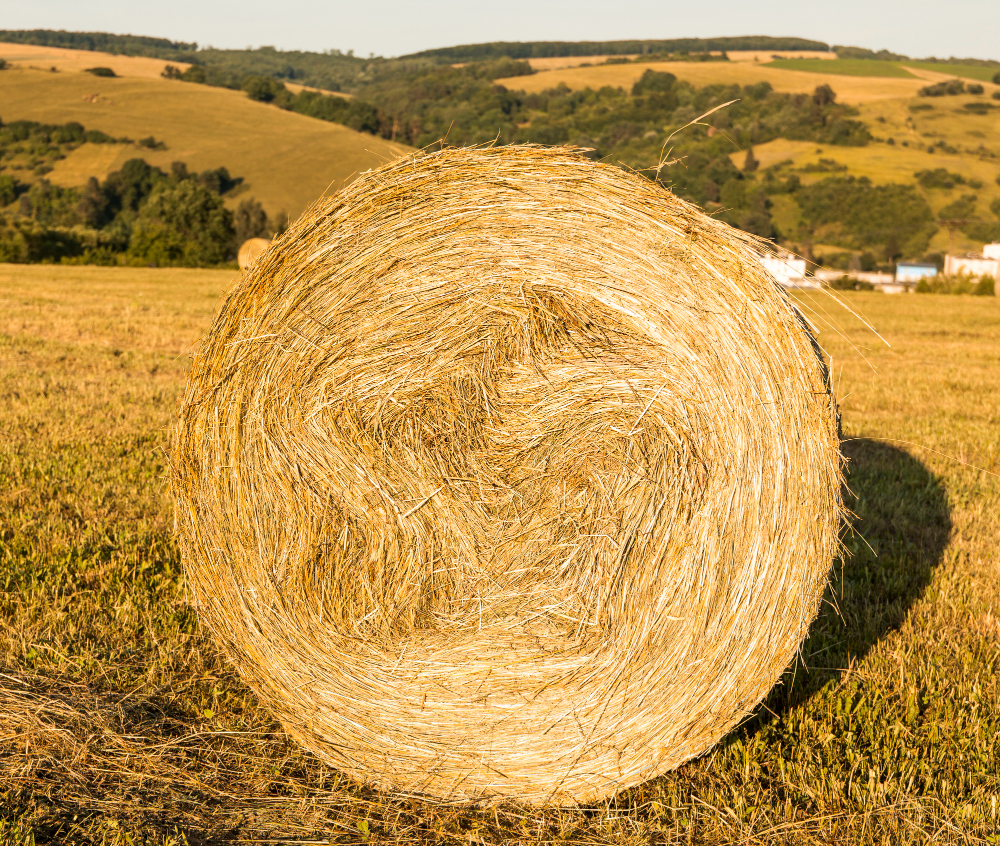 В Сафоновском округе солому украли прямо с поля
