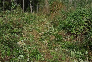 Смоленщина лидирует в восстановлении лесных ресурсов