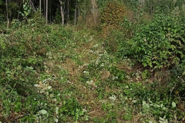 Смоленщина лидирует в восстановлении лесных ресурсов