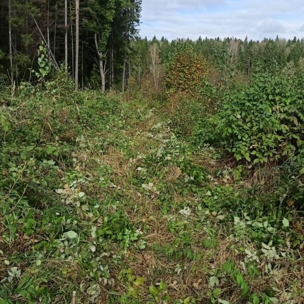 Смоленщина лидирует в восстановлении лесных ресурсов