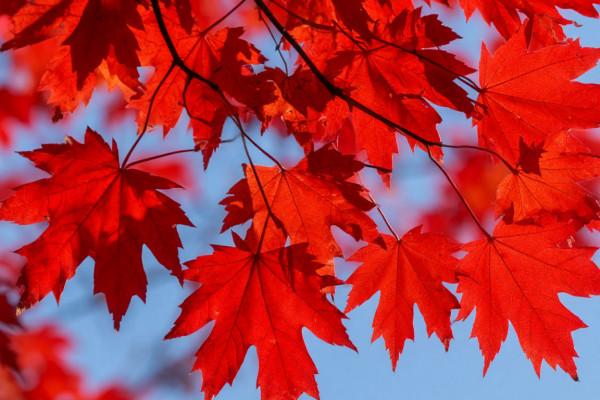 12 октября в Смоленской области будет дождливо и ветрено