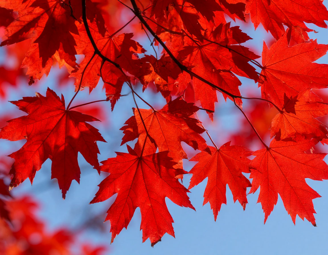 12 октября в Смоленской области будет дождливо и ветрено