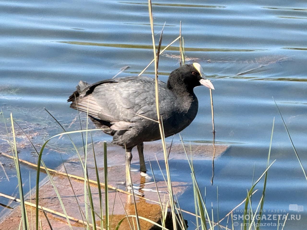 Завтра в Смоленской области будет облачно