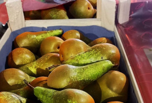 В Смоленскую область попытались завезти 20 тонн груш, заражённых бурой монилиозной