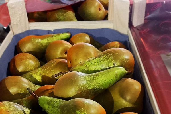 В Смоленскую область попытались завезти 20 тонн груш, заражённых бурой монилиозной