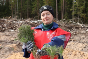 Смоленская область активно участвует в масштабной акции «Сохраним лес»