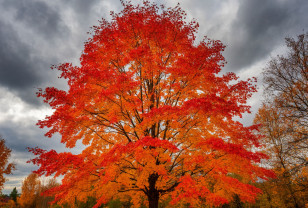 9 ноября в Смоленской области пройдёт преимущественно без осадков