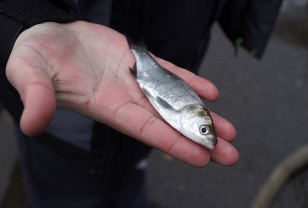 Смоленские атомщики выпустили в Десногорское водохранилище 600 тысяч мальков белого амура и толстолобика