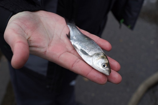 Смоленские атомщики выпустили в Десногорское водохранилище 600 тысяч мальков белого амура и толстолобика