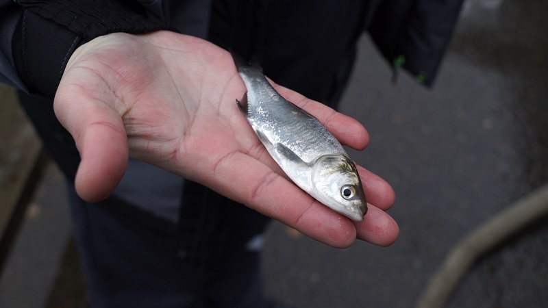 Смоленские атомщики выпустили в Десногорское водохранилище 600 тысяч мальков белого амура и толстолобика