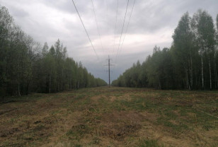 Смоленский филиал «Россети Центр» расчистил 2,4 тыс. гектаров просек линий электропередачи