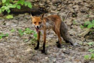 В Смоленской области 56 животных заражены бешенством