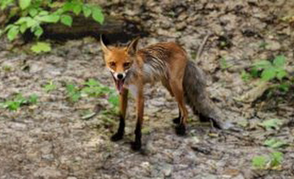 В Смоленской области 56 животных заражены бешенством