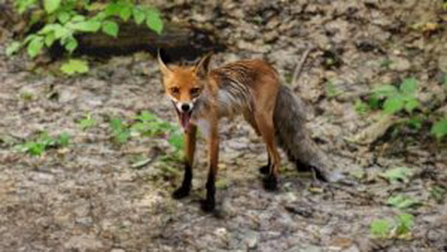В Смоленской области 56 животных заражены бешенством