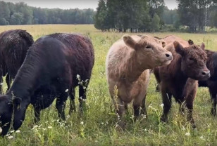 В Смоленской области стабильно растёт темп развития животноводства