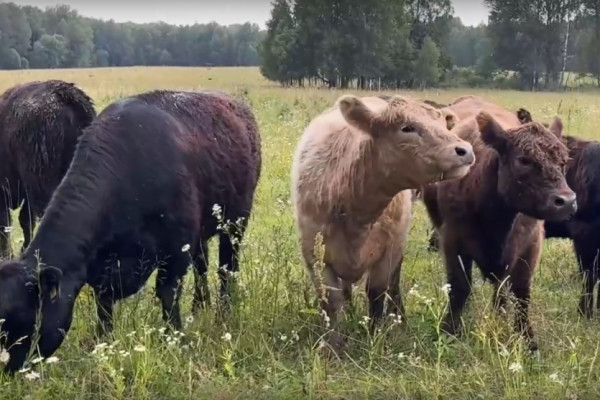 В Смоленской области стабильно растёт темп развития животноводства