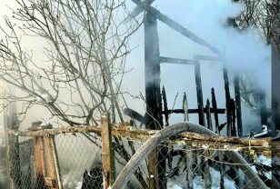 «Погибли 100 голубей и 20 кур». В Смоленском округе горел дощатый птичник