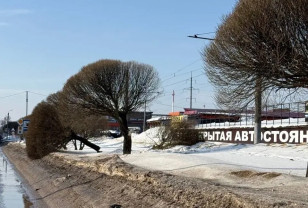 В Смоленске вандалы атаковали деревья по улице Маршала Ерёменко