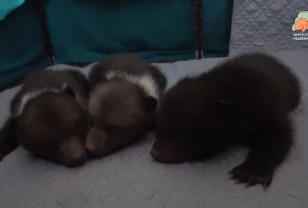 В Смоленской области спасли от смерти трёх медвежат