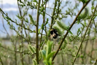 Завтра в Смоленске воздух прогреется до +12 °С