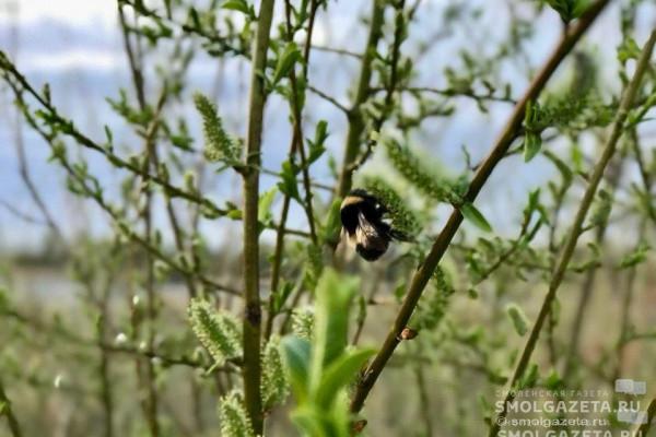 2 апреля в Смоленской области ожидается переменная облачность