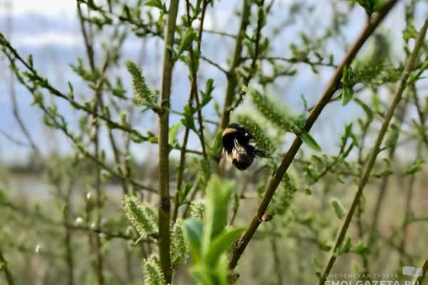 Завтра в Смоленске воздух прогреется до +12 °С