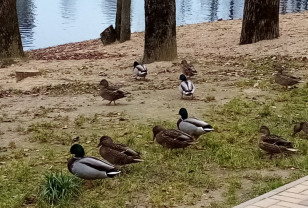 Синоптики рассказали о погоде в Смоленской области 13 апреля 