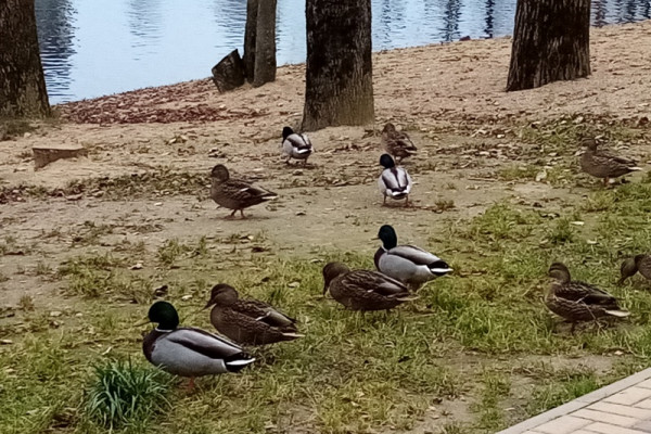 Синоптики рассказали о погоде в Смоленской области 13 апреля 