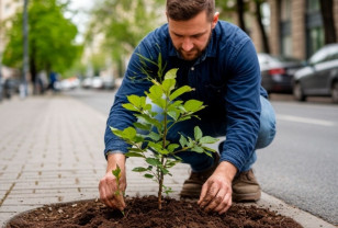 На улице Пржевальского в Смоленске восстанавливают зелёную зону