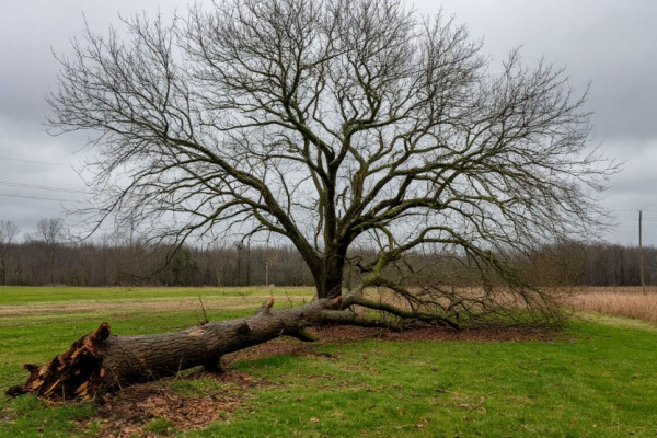 Смоленская область оперативно ликвидирует последствия непогоды